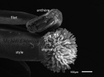 Pieces florales d'Arabidopsis
