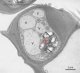 Cellule de garde stomate Feuille Merisier