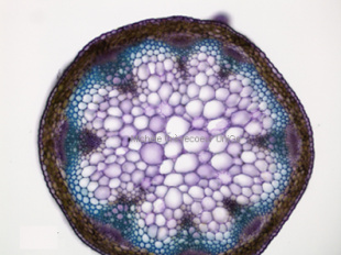 Site miniphoto Col_down_tolblue_10x.jpg