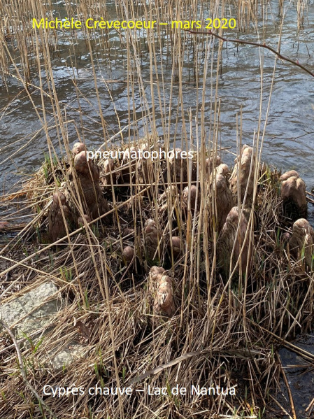 Cyprès chauve 2.jpg