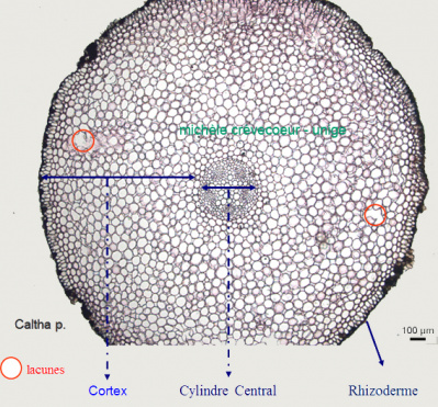 Site Annotation coupe Caltha palustris 1.jpg