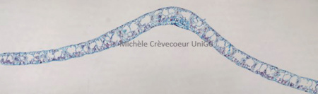 Typhonodorum 1