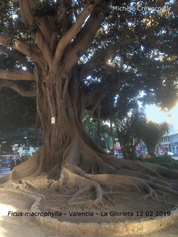La Glorieta_Ficus macrophylla