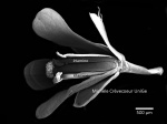 Arabidopsis fleur vue globale