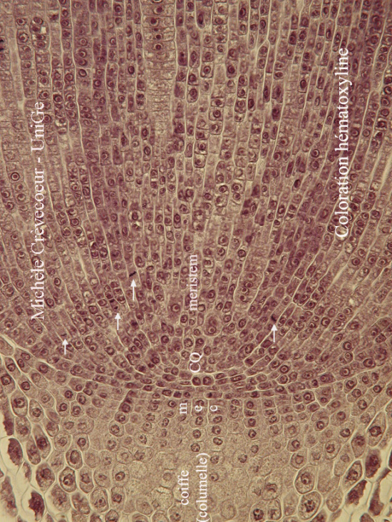 Extremite racine primaire Zea.jpg