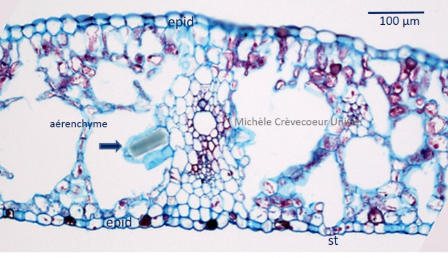 Typhonodorum 3