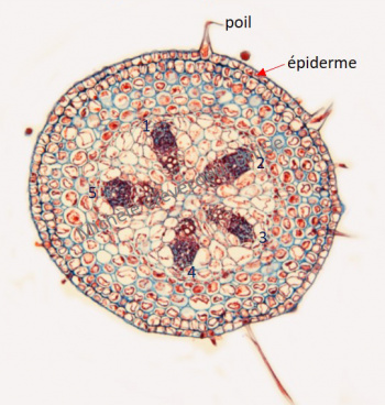 6 - Pedoncule floral