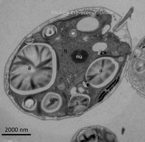 Chlamydomonas DCH16 b