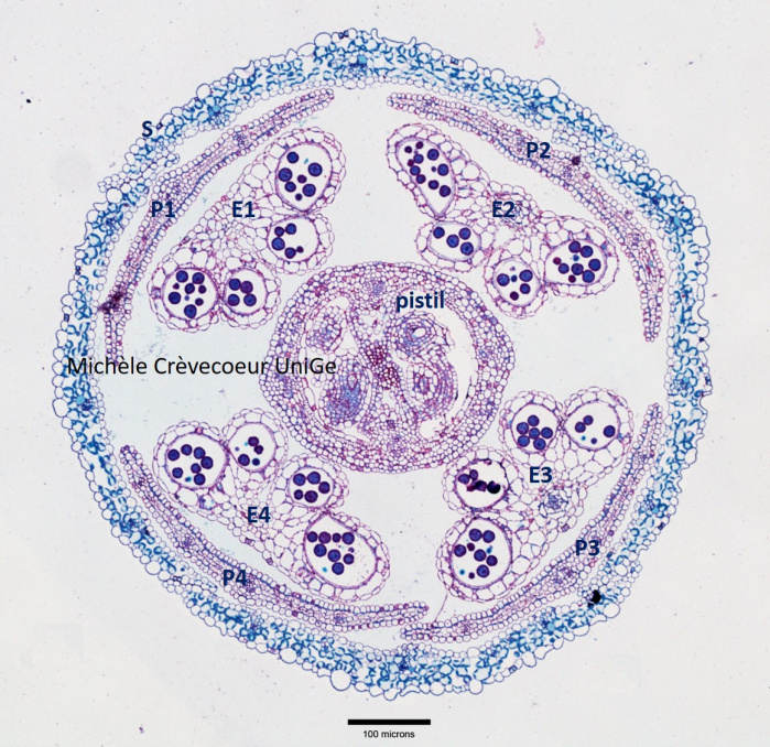 Coupe epon Arabidopsis 