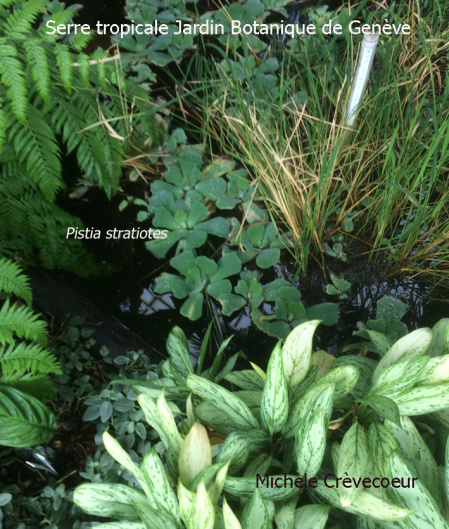 Pistia 2 - serre tropicale