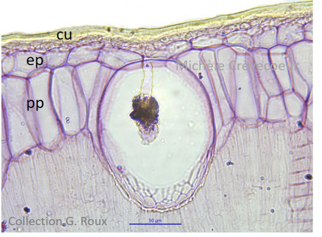 Site feuille ficus m 3.jpg