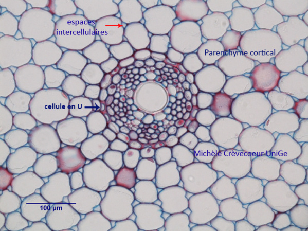 Allium cepa cyl central