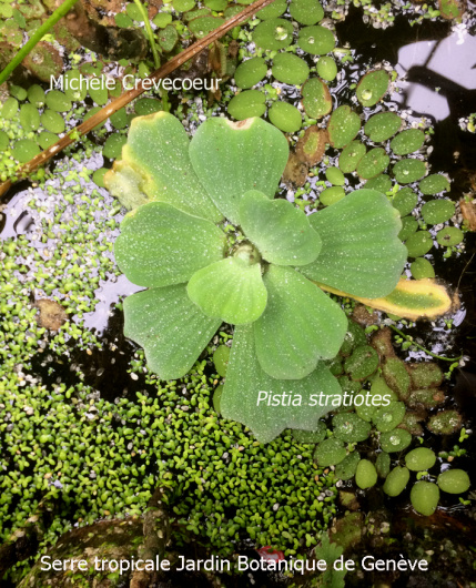 Pistia 1- serre tropicale 