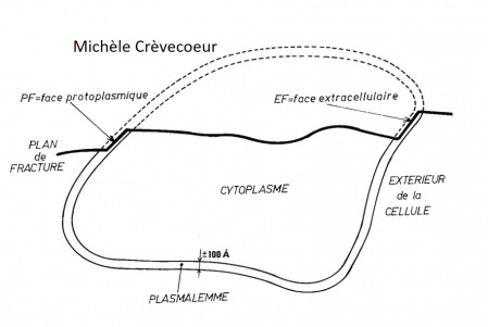 Faces membranaires