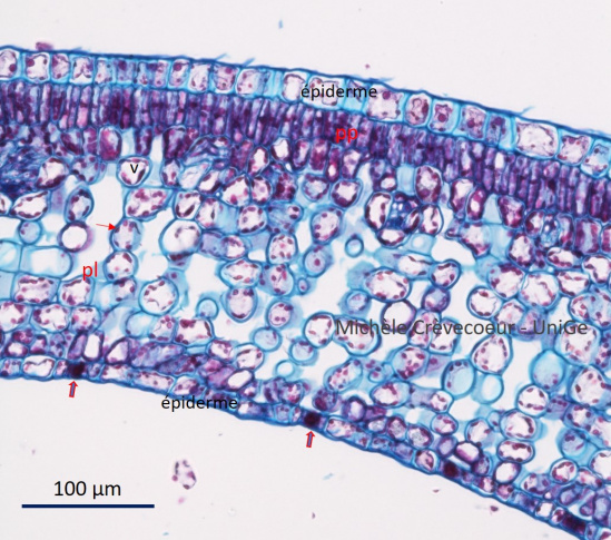 Feuille caféier mesophylle