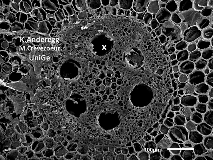 Racine de Zea mays