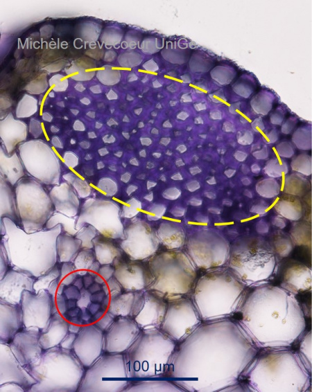 Collenchyme petiole celeri