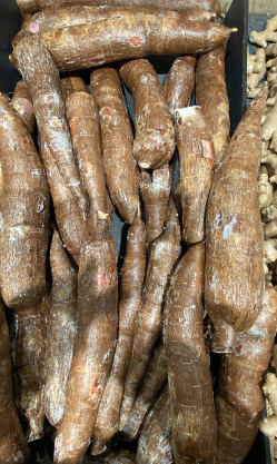 Manioc.JPG