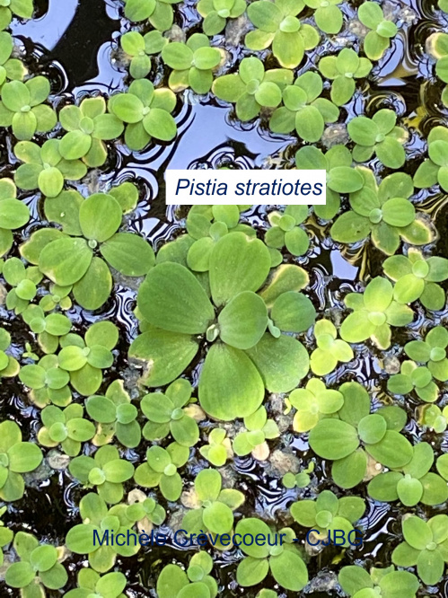 Pistia stratiotes 1