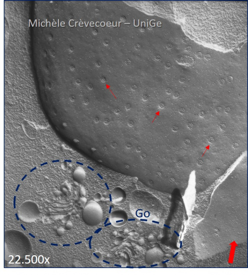 Golgi et noyau cryofracture