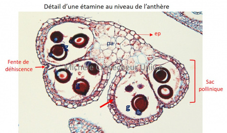 3b - Etamine anthère