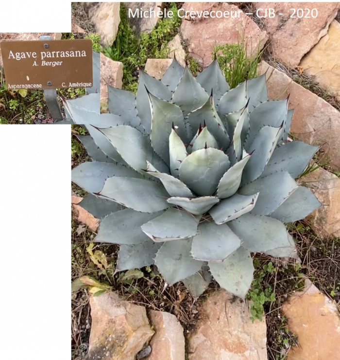 Agave parassana 1