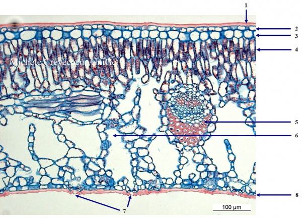 Feuille houx annotations.jpg