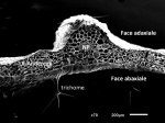 Feuille Arabidopsis CT