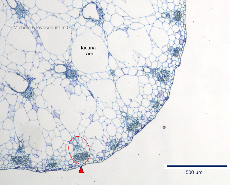 Site petiole Xanthosoma 2.jpg