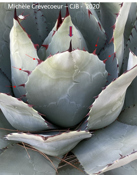 Agave parassana 2.jpg