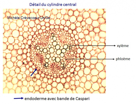 Site annotation coupe caltha p 2.jpg