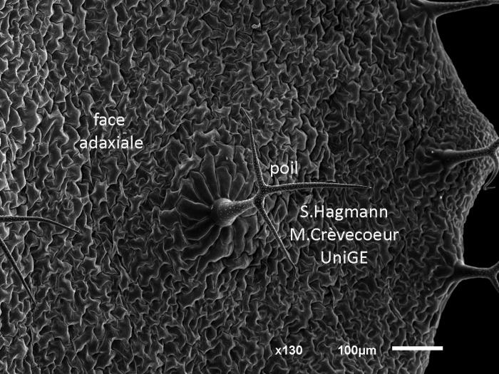 Feuille Arabidopsis face adaxiale