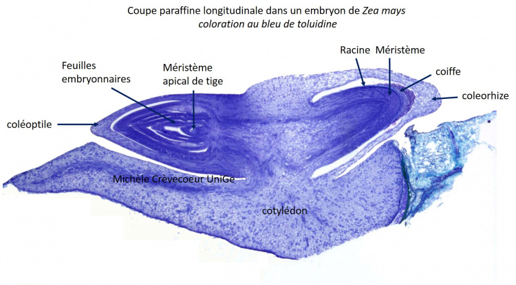 Embryon de Zea mays