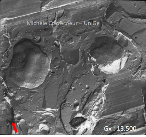 Fracture noyaux méristeme tige épinard