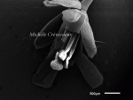 Fleur d'Arabidopsis