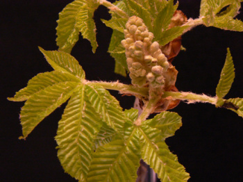 Marronnier bourgeon floral