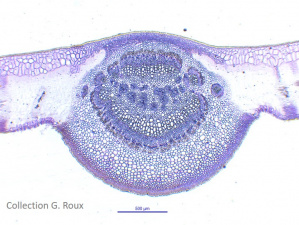 Site mini image feuille ficus m.jpg