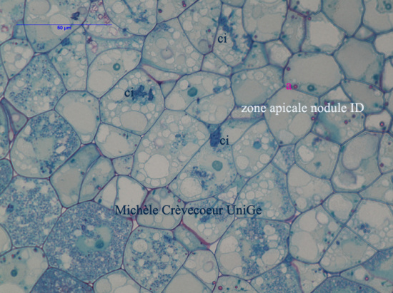 Nod leuc ID 60x b.jpg
