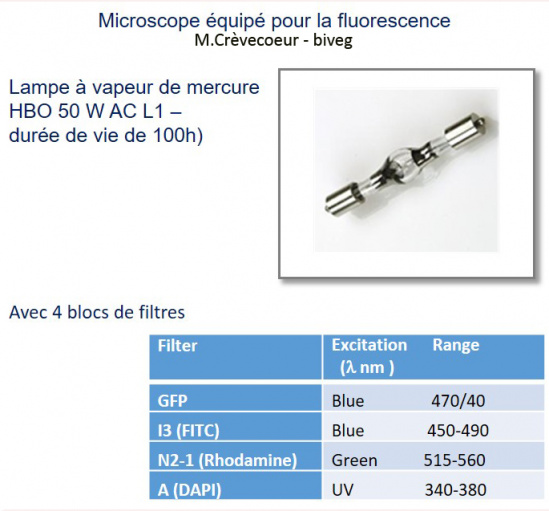 Leica DM IRE2 fluorescence