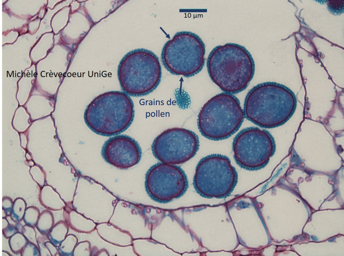 coupe epon anthère arabidopsis