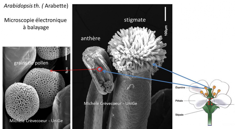 Pieces florales d'Arabidosis