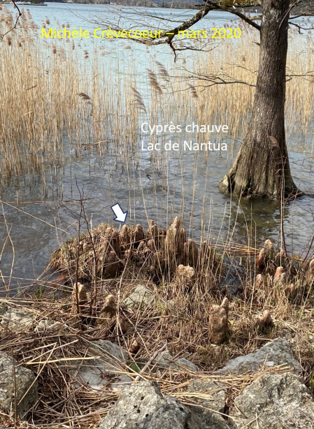 Cyprès chauve 1.jpg