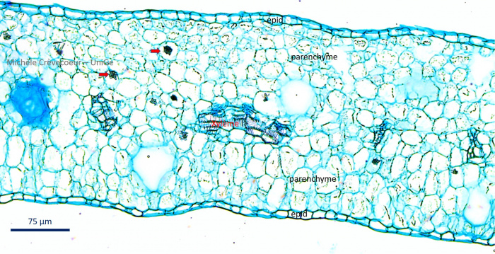 Feuille Pereskia 2