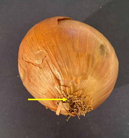 Bulbe oignon 1.jpg