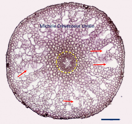 Aerenchyme caltha