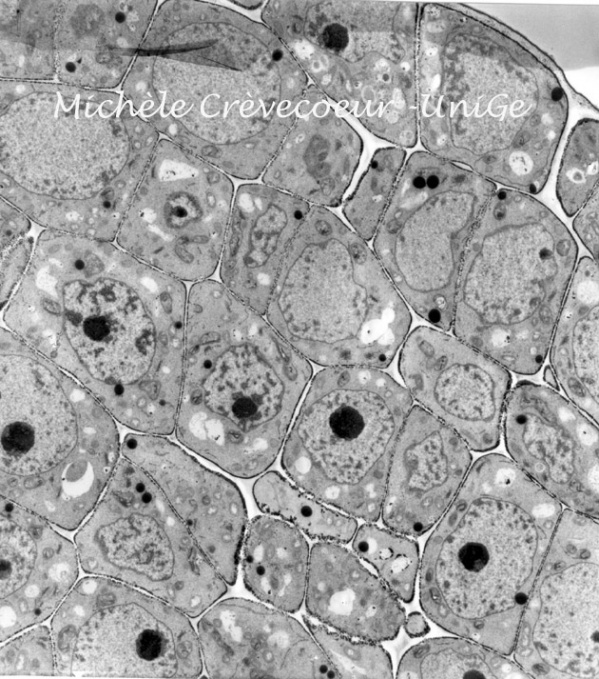 Activité ATPase - cellules du méristème de tige de Spinacia oleracea