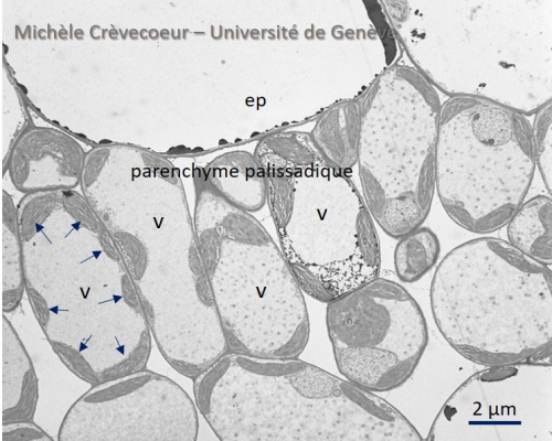 Parenchyme de feuille de merisier