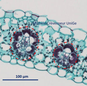 Site Feuille Zea mays 4.jpg