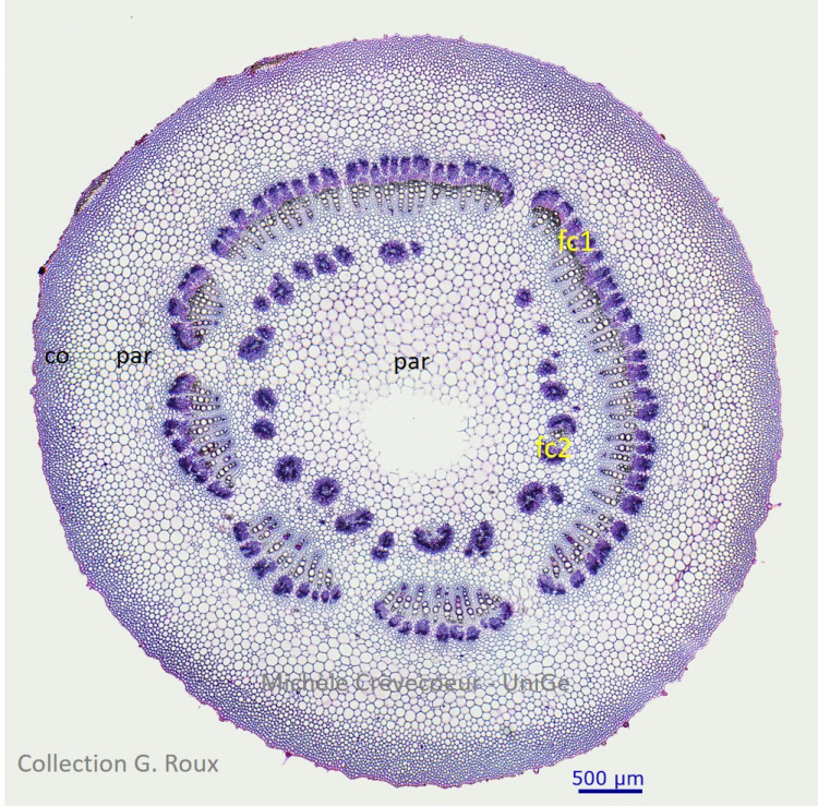 Coupe petiole celeri 3