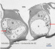Cellules de garde de stomate - Feuille Prunus avium